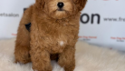 MİNNAK A KALİTE ORİJİNAL MALTİPOO YAVRU
